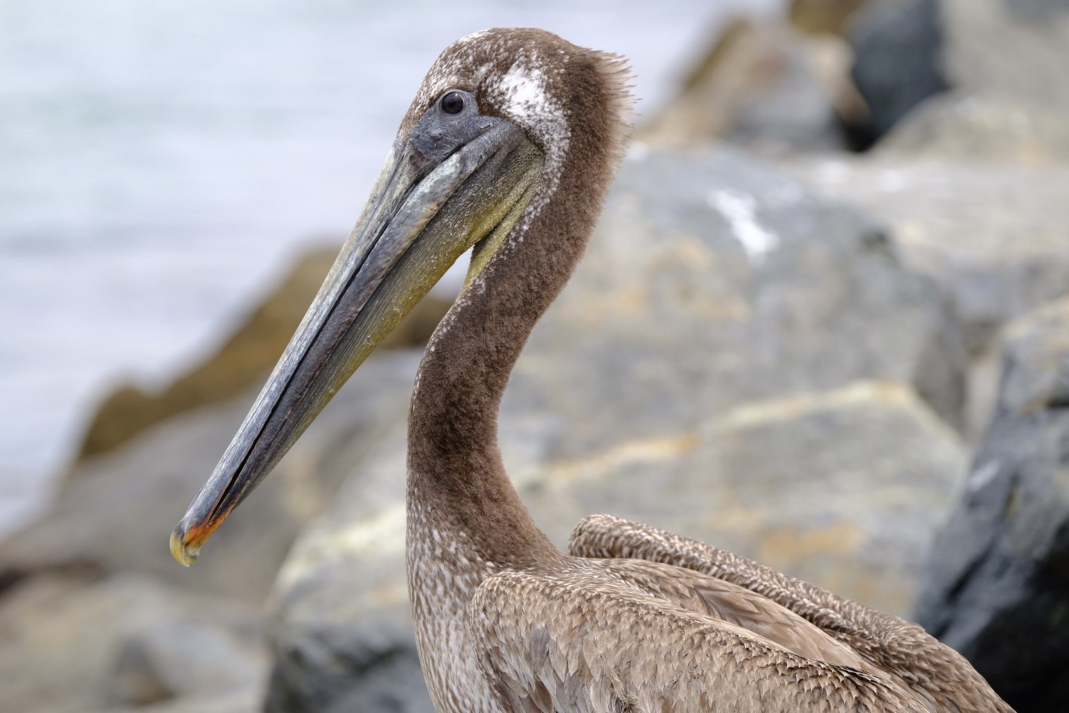 pelican released